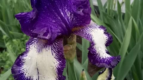 Iris flower after rain.