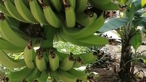 Banana Tree in the garden