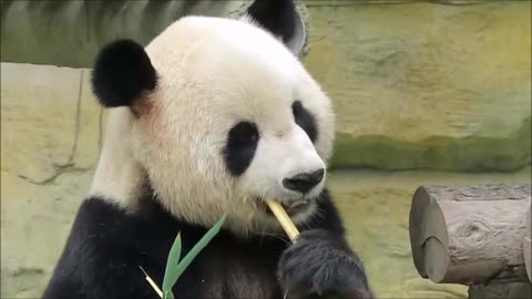 Panda's Favorite food