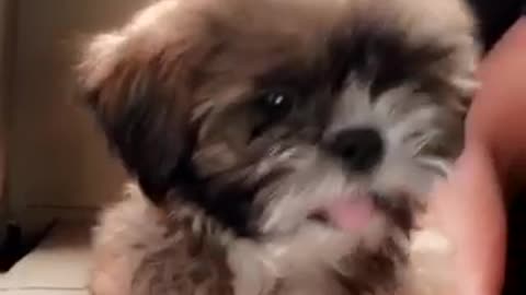 White and brown dog with tongue sticking out in car