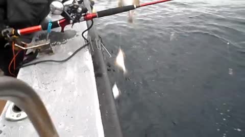 Catch several fish at once