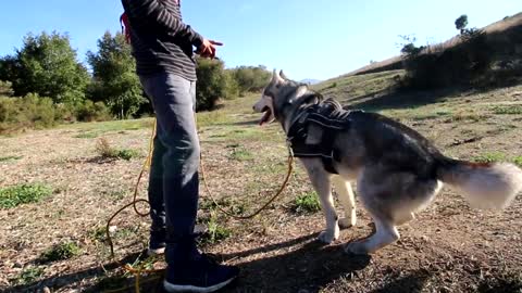 Siberian Husky Reacts To Electric Training Collar | Will It Stop Digging??