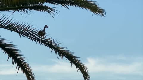 Ducks land on palm branch and roof