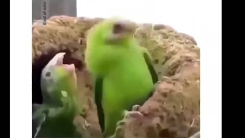 🦜 Dancing baby parrots 🦜 Funny animals
