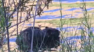 Beaver On The Kern River