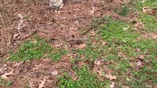 American Wildlife Refuge Rescues Great Horned Owlet