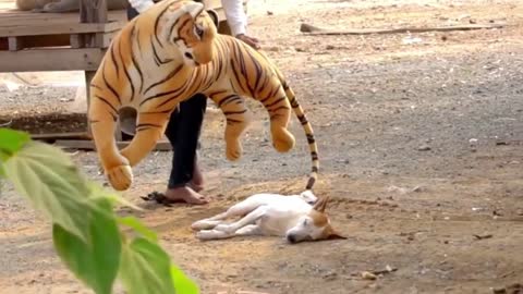 dog prank by fake lion