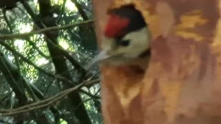 Spotted Woodpecker