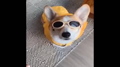 Cool dog with cool glasses