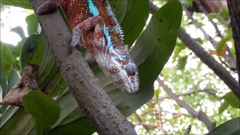 Do chameleons attack humans?