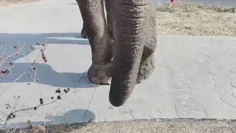 Cute elephant knows environmental protection