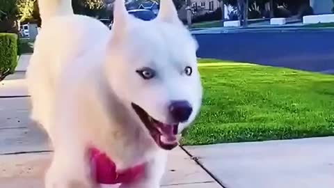 Funny Dog- This Dog Is So Happy!