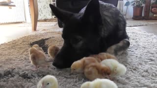 Baby chicks gather around gentle German Shepherd
