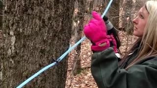 Pixley Farm Tapping Sugar Maple Trees part 3 2016