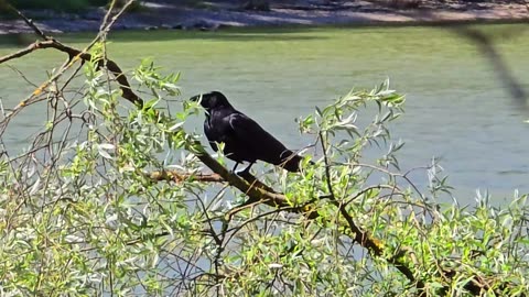 Black raven in a tree / a beautiful raven in a tree next to a river.