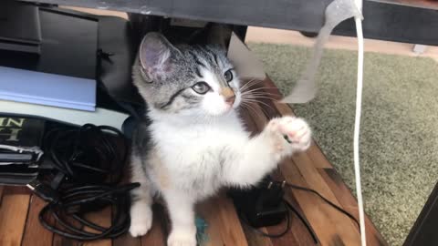 The cat was playing under the table, very funny