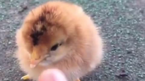Cute chick chicken