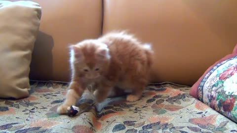 Little Kitten Playing His Toy Mouse funny cat