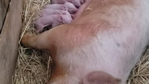 2021 nursing yorkshire pigs