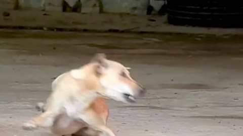 👍👍👍👍👍FUNNY DOG VIDEO 🎂🎂💐💐💐👍