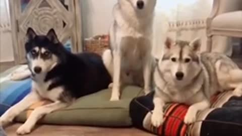 funny doggy videos