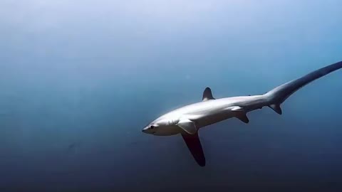 Diver take Moments with thresher sharks