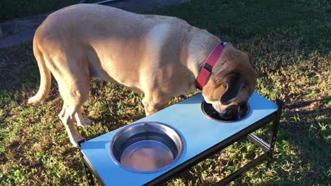 The dog drinks from the bowl