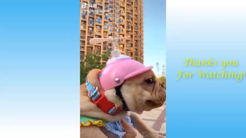 Funny Animals and Pets Video