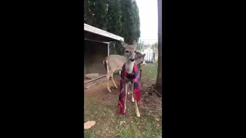 Cute video of a baby deer growing up
