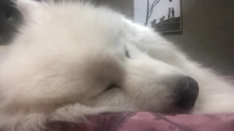 Dog has vivid dream, twitching nose and eyes