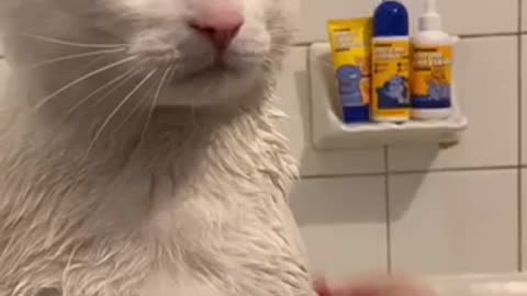 Cute Little Cat Taking Shower..!