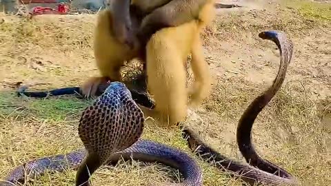 Monkey With KingCobra