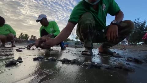 Decenas de tortugas marinas son liberadas en Filipinas
