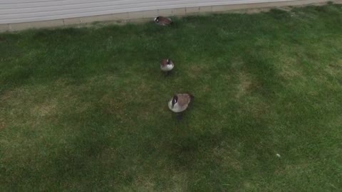 Goose Attacks Drone