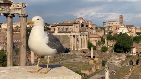 Parrot standing on the ruins of Rome