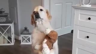 Golden Retriever Preciously Hugs Stuffed Animal