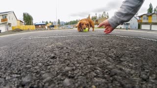 Wiener Dog Plays Fetch with Quadcopter