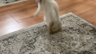 Cat Leaps For Playtime