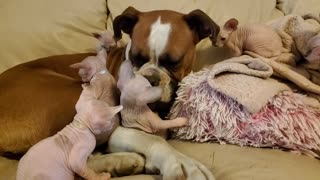 London the Boxer is the Best Babysitter of Sphynx Kittens