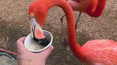 The flamingos are chowing down! 🦩🦩🦩