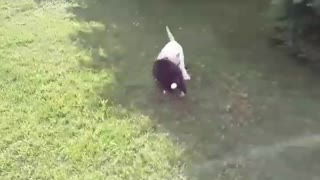 White dog and black dog playing the grass
