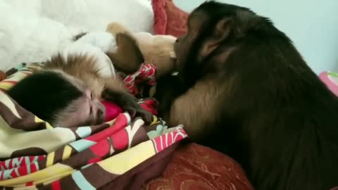 Monkey Brat Steals Toy From His Baby Monkey Sister