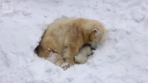 The secret lives of polar bears