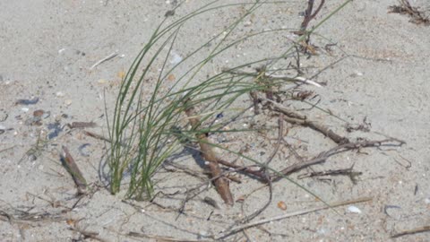 Wild Horses of Shackelford Bank, NC