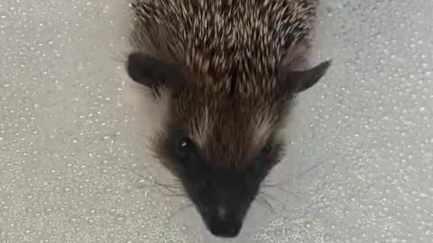 Woman uses toothbrush to give pet hedgehog a bath