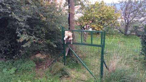 Cat Steals Neighbours Plush Tiger Toy