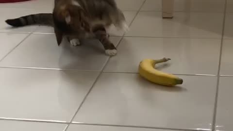 It's Safe To Say That This Cat Doesn't Like Bananas