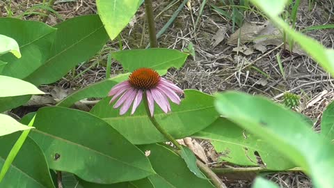 237 Toussaint Wildlife - Oak Harbor Ohio - Beauty In The Milkweed