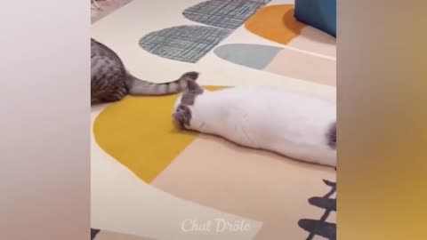 Funny cats videos ever 🐱 part 371