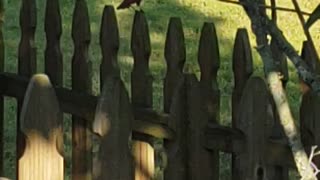 Evening cardinal visit